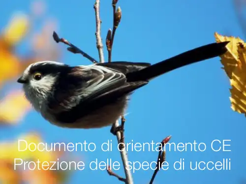 Documento di orientamento CE | Protezione delle specie di uccelli Documento di orientamento CE | Protezione delle specie di uccelli